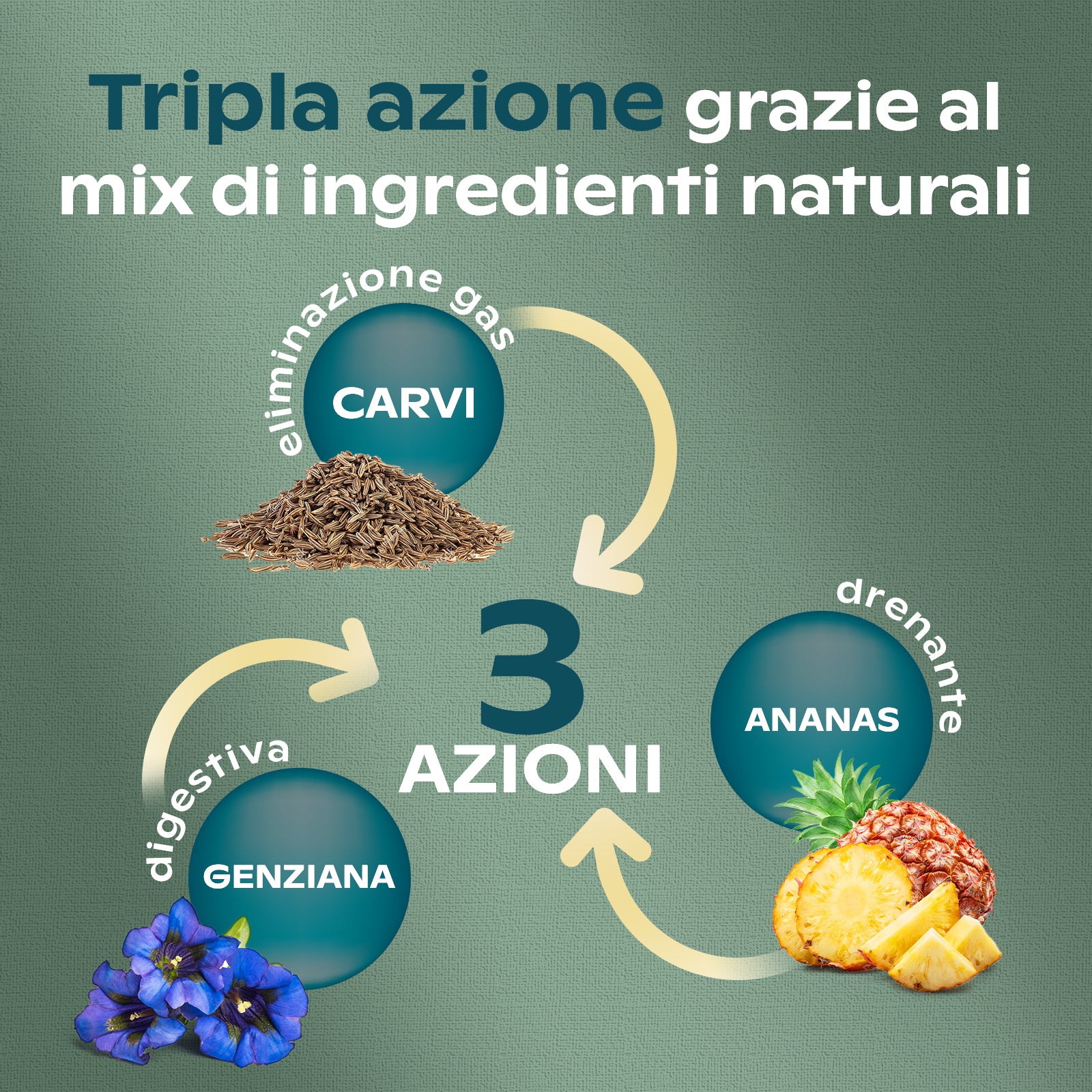 ALMA GONFIORE