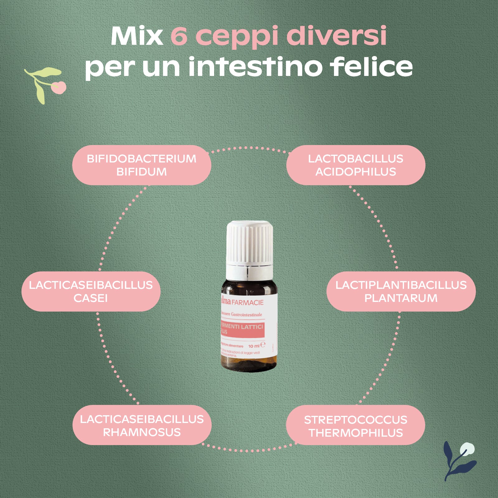 FERMENTI LATTICI PLUS MAXI FORMATO